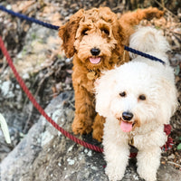 Dogs behind comfy travel dog beds